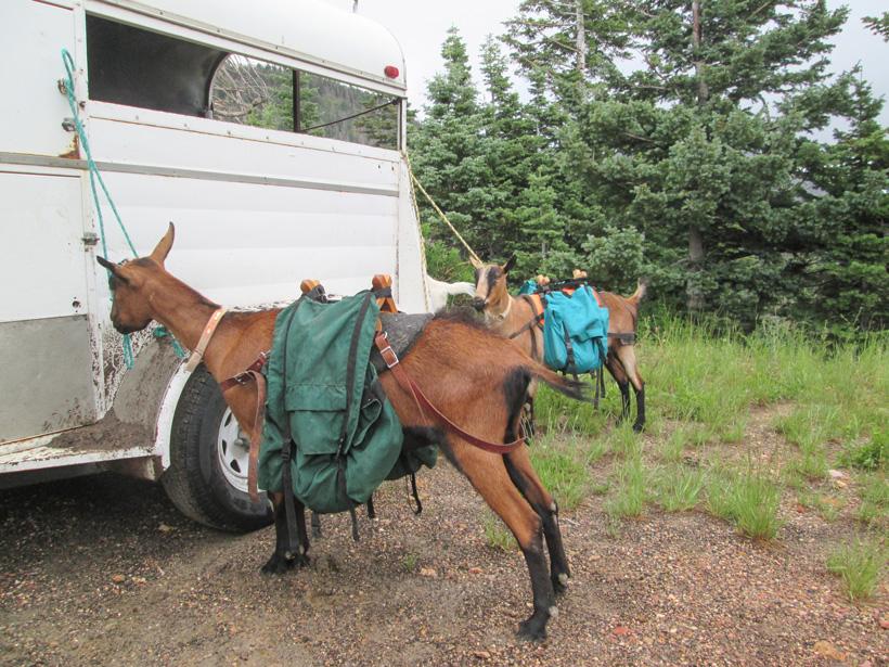 Pack goats next to trailer