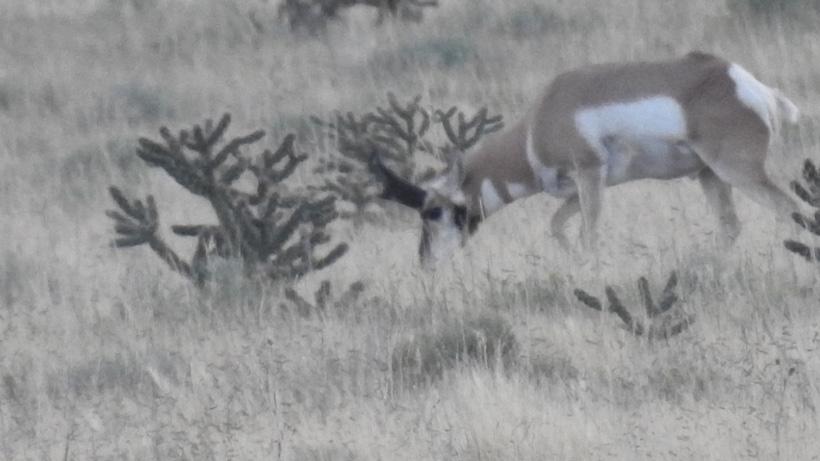 Scouting photo of an average sized antelope buck