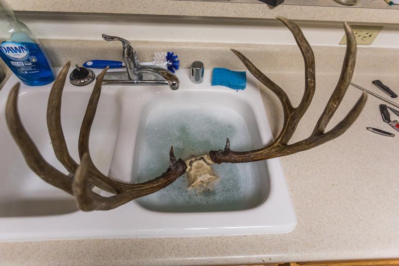 Skull in hot soapy water