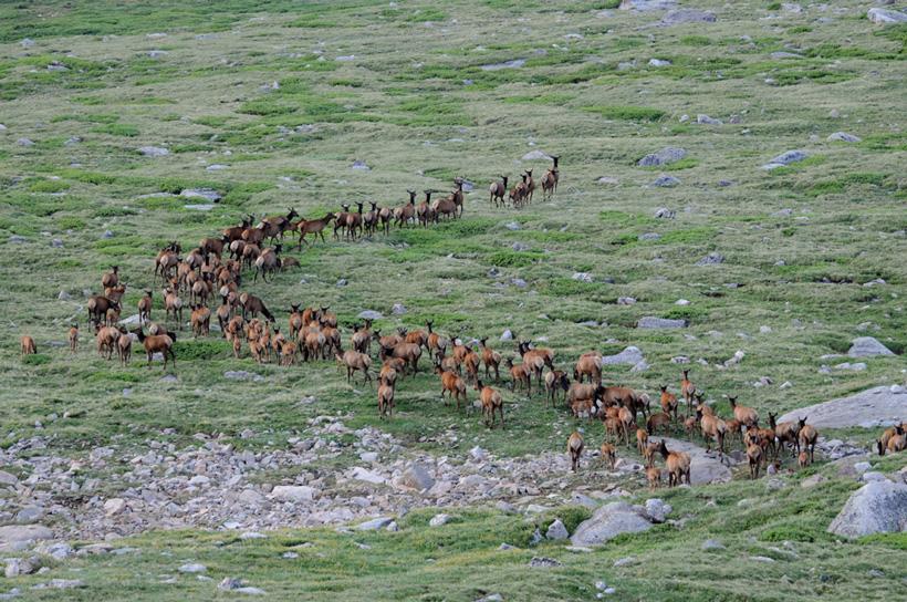 Large colorado elk herd