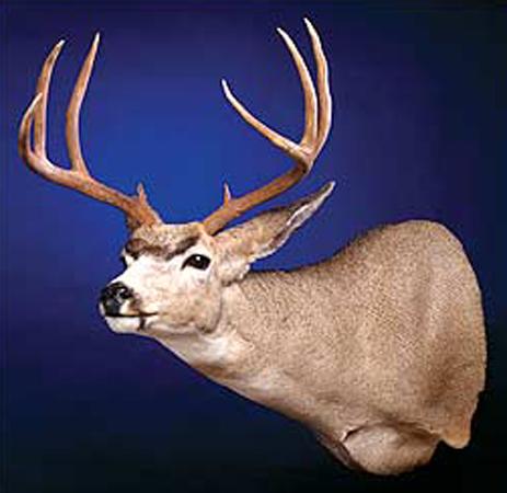 Mule deer mount full sneak