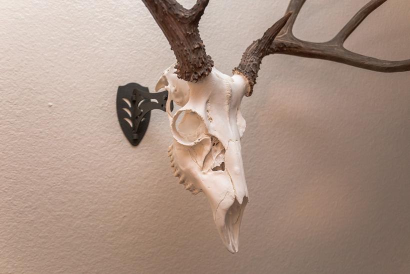 DIY Taxidermy: European skull mount - 12
