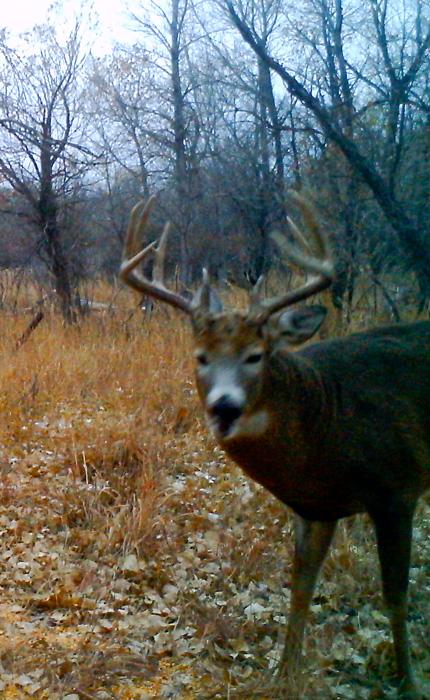 The Old 10 whitetail buck trail camera photo from 2014