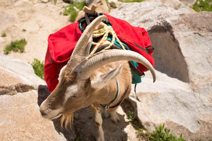 Vinny the pack goat