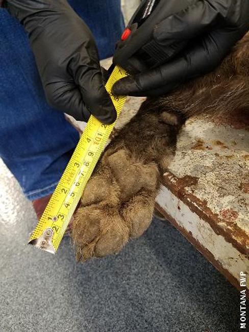 Strange Montana wolf image of paw