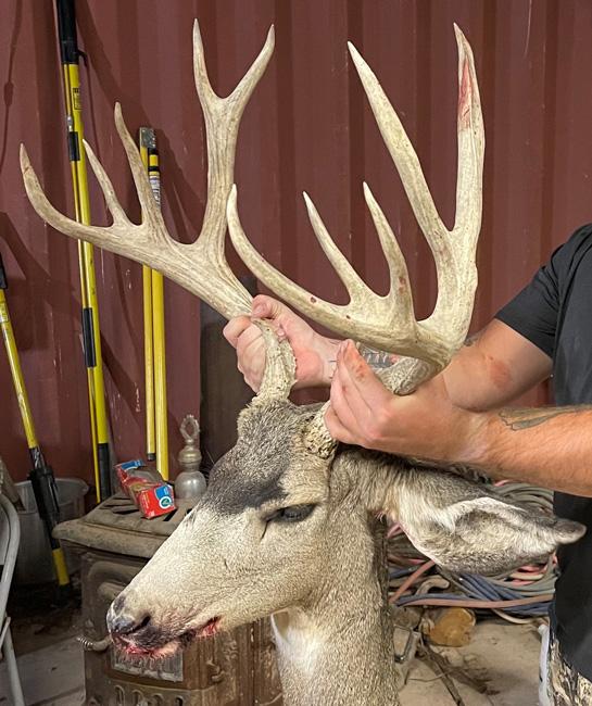 Mule deer buck that was poached in nevada