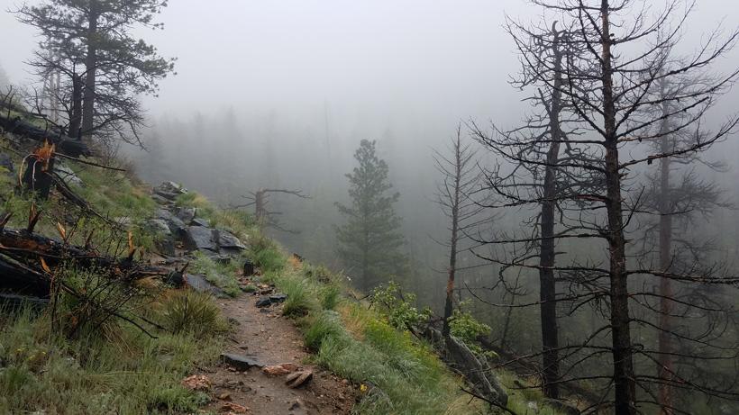 Early summer hike in sheep country