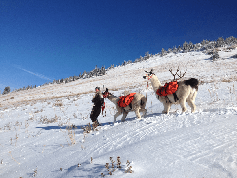 Llama packing deer in snow