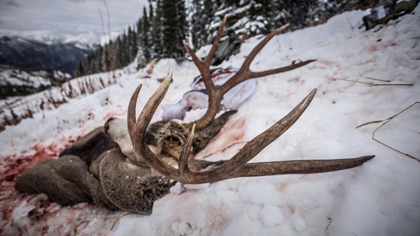 Mule deer kill site in Wyoming